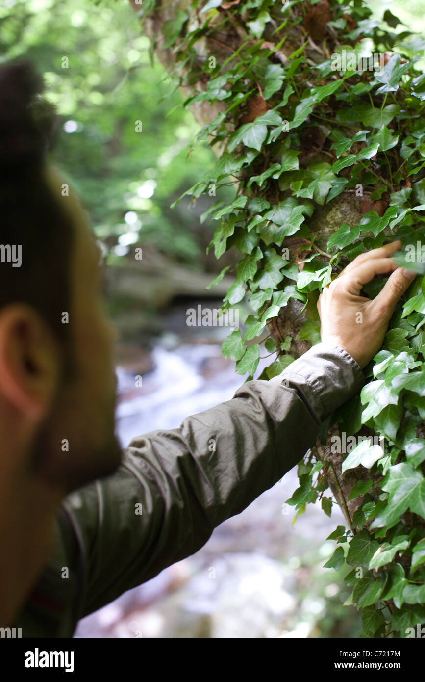 Mann berühren Efeu wächst am Baum Stockfoto
