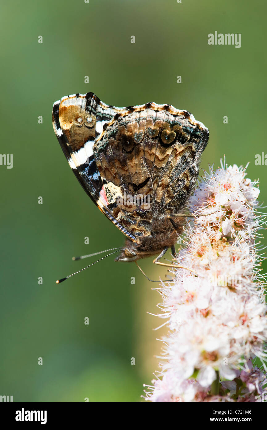 Red Admiral (Vanessa Atalanta) Stockfoto