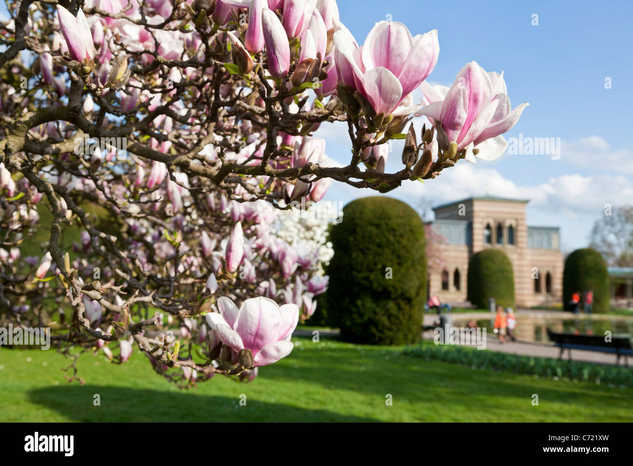 MAGNOLIA BLOSSOM, WILHELMA, BOTANISCHER GARTEN, ZOO, STUTTGART, BADEN