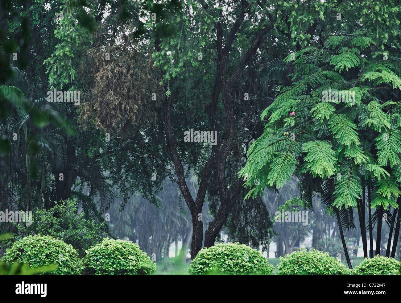 Monsun-Regen fällt durch grüne Blätter, Bäume, Wasser des Sees am Salzsee, Kalkutta / Indien. Stockfoto
