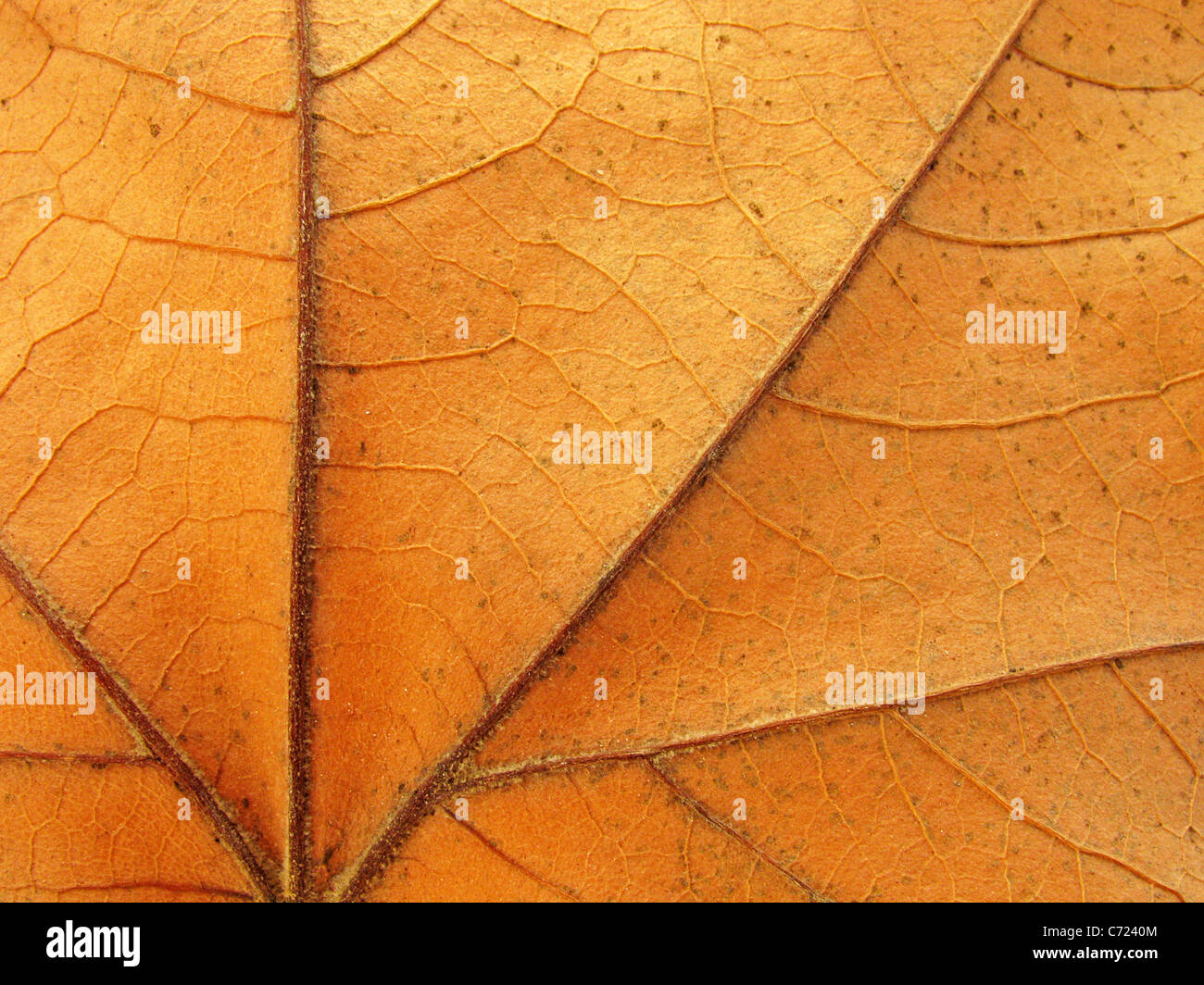 Zusammenfassung Hintergrund: Nahaufnahme von Ahornholz-Blatt-Textur Stockfoto