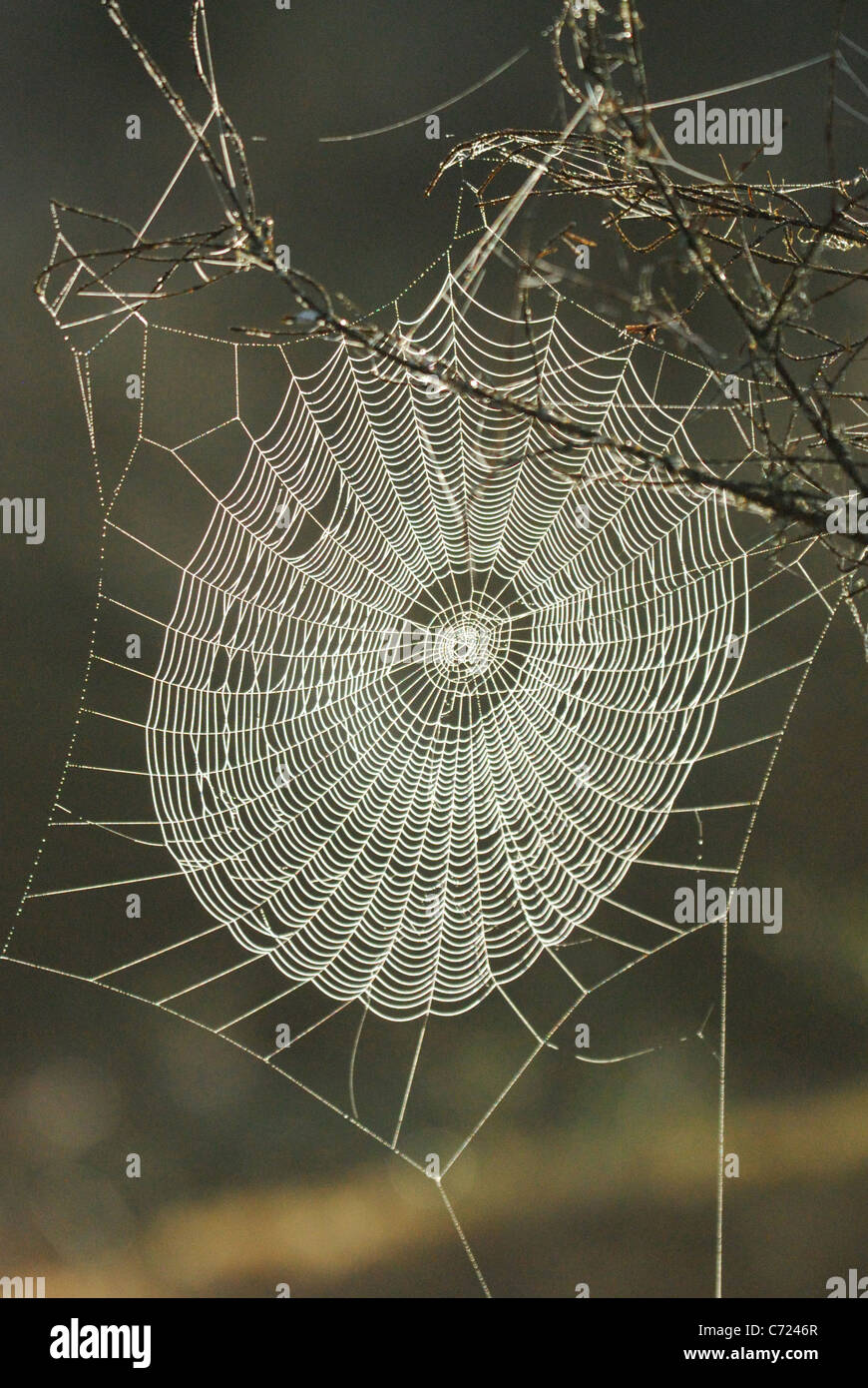 Spinnennetz in der Wildnis von Malingsbo-Kloten Naturschutzgebiet, Schweden Stockfoto
