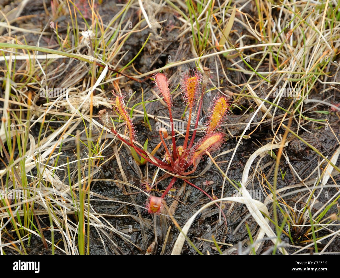 Großen Sonnentau, Drosera anglica Stockfoto