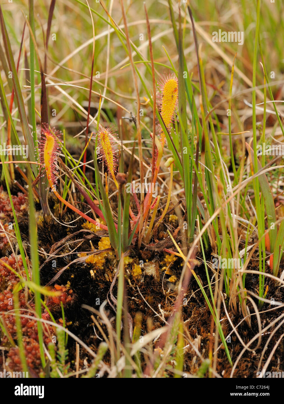 Großen Sonnentau, Drosera anglica Stockfoto