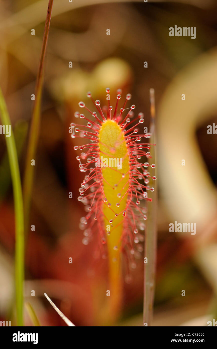 Großen Sonnentau, Drosera anglica Stockfoto