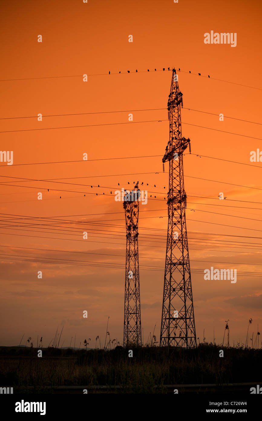 Silhouetten von einer ungewöhnlichen Kormoran-Kolonie auf Strommasten. Stockfoto