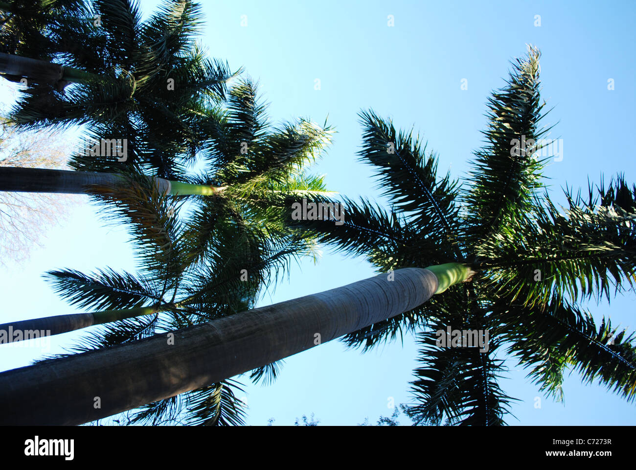 Königliche Palme Stockfoto