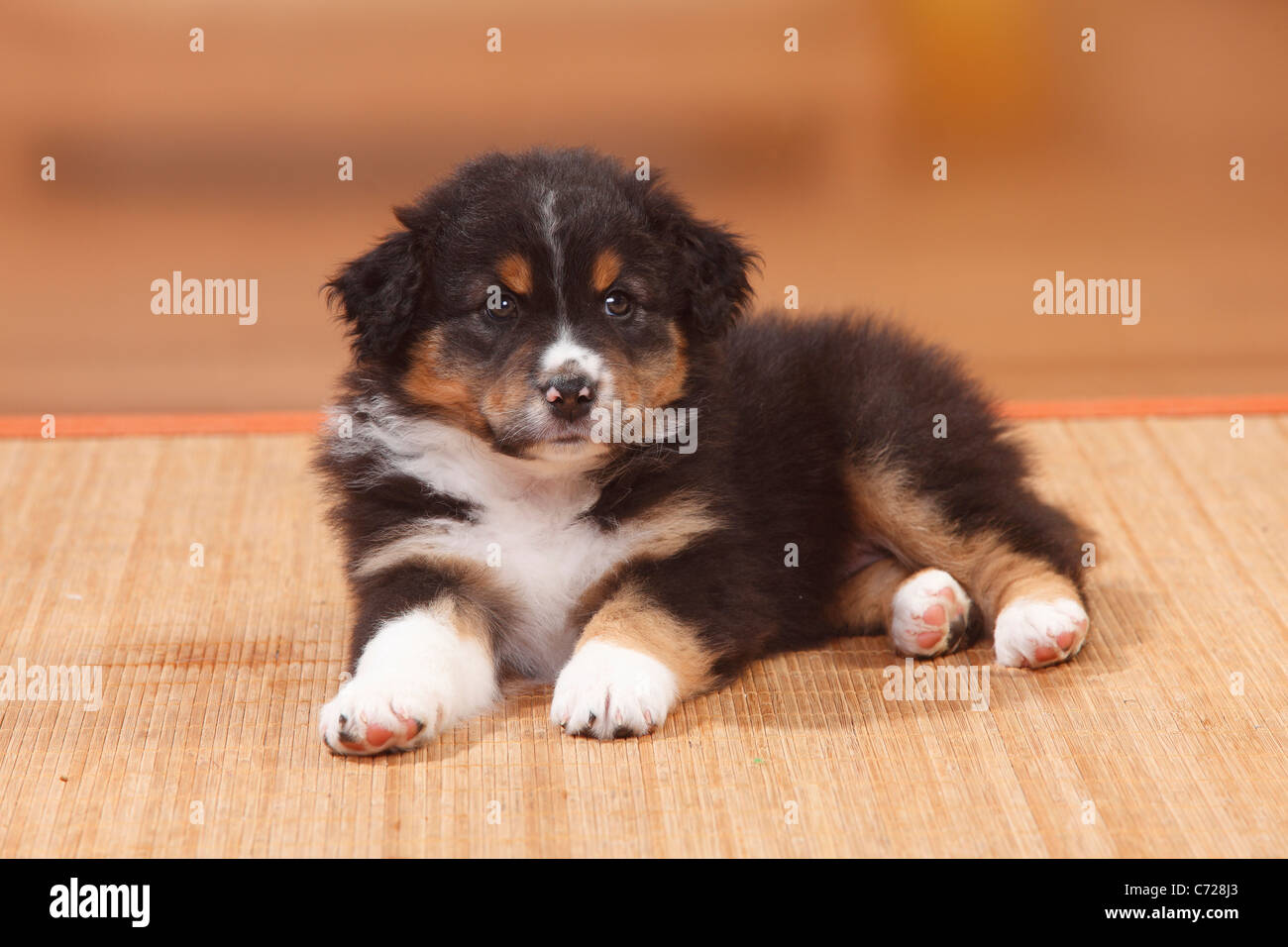 Australian Shepherd, Welpen, Black-tri Stockfotografie - Alamy