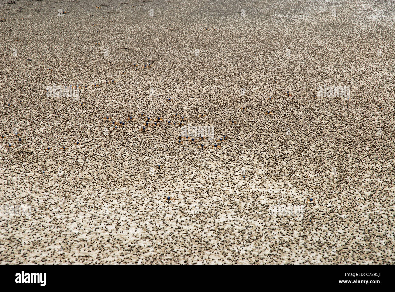 Soldat Krabben (mictyris longicarpus) am Strand, Florenz Bay, Magnetic Island, Queensland, Australien Stockfoto