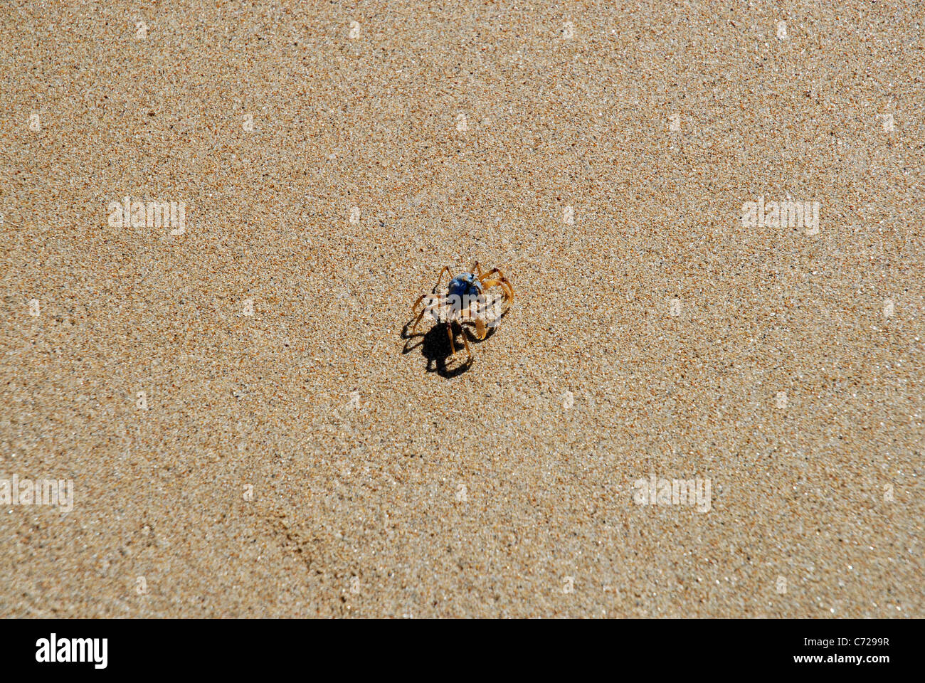 Soldat Crab (mictyris longicarpus) am Strand, Florenz Bay, Magnetic Island, Queensland, Australien Stockfoto