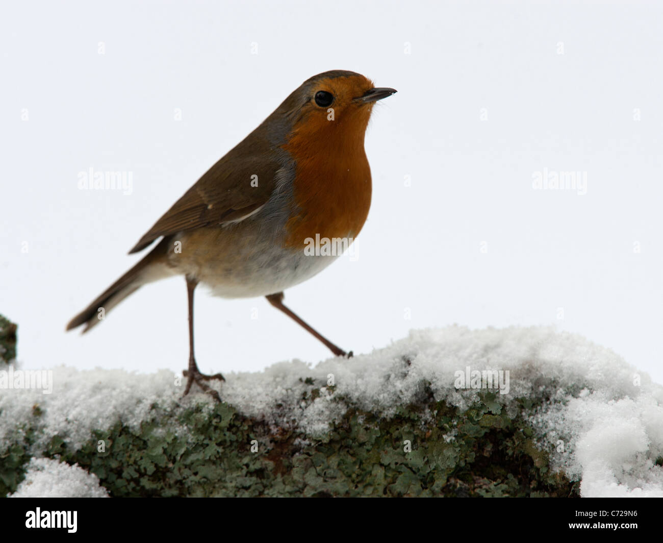 Robin thront auf schneebedeckten Baumstamm Stockfoto