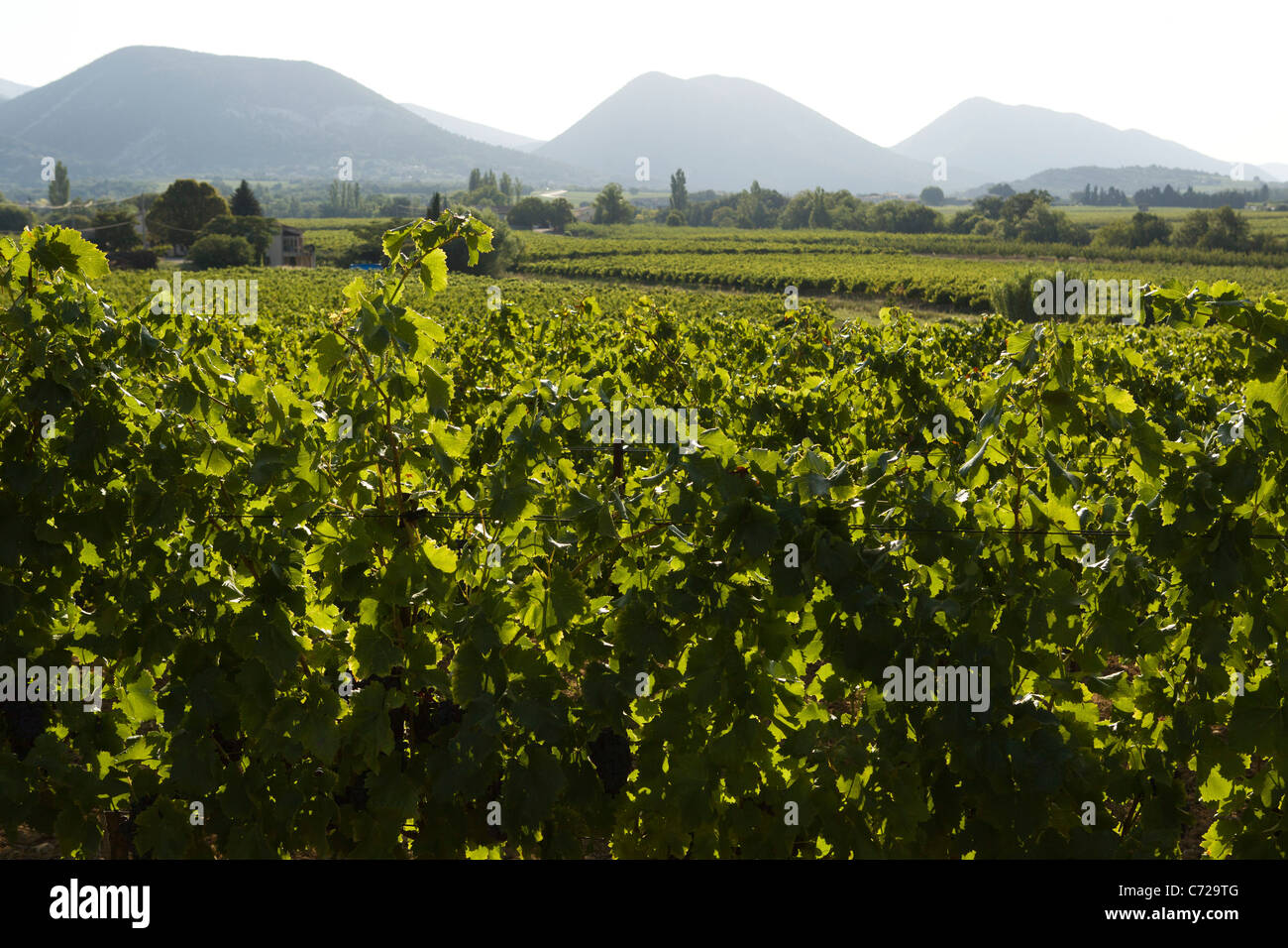 Weinberge und Berge in der Nähe von Font de Barral, Saint-Pantaléon-Les-Vignes in Drome, Südfrankreich Stockfoto