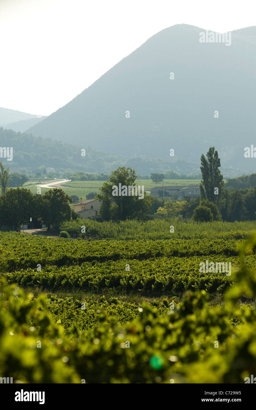 Weinberge und Berge in der Nähe von Font de Barral, Saint-Pantaléon-Les-Vignes in Drome, Südfrankreich Stockfoto