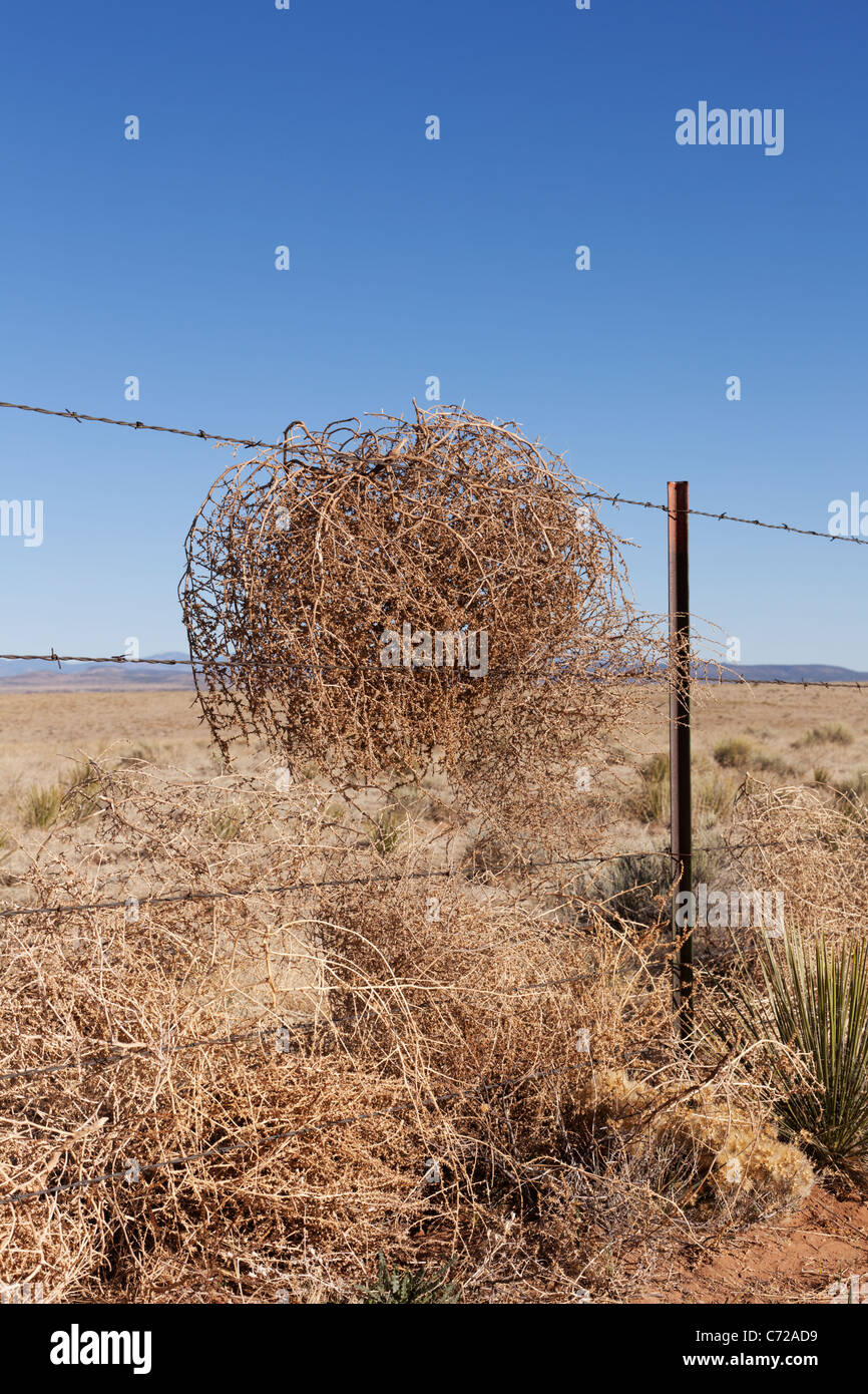 Trockenen Tumbleweed auf einen Stacheldrahtzaun, New Mexico. Stockfoto