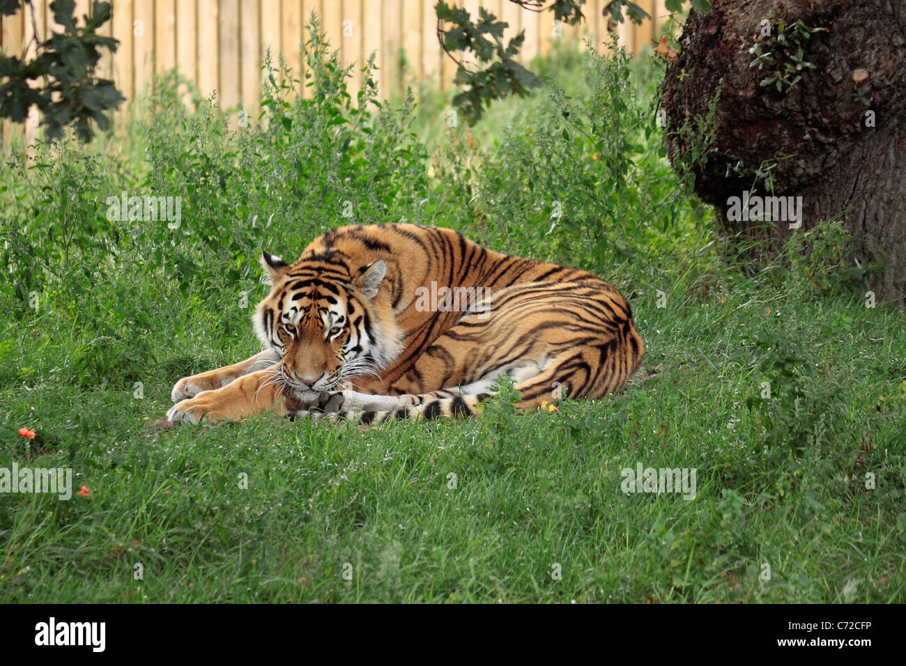 Amur oder Sibirischer Tiger (Panthera Tigris Altaica) Yorkshire Wildlife Park Stockfoto