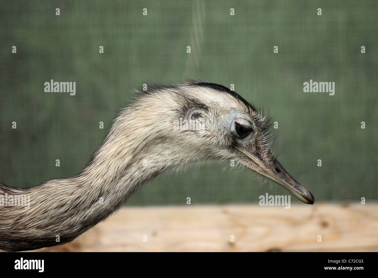Nahaufnahme von Strauß (Struthio Camelus) Kopf und Hals im Yorkshire Wildlife Park Stockfoto