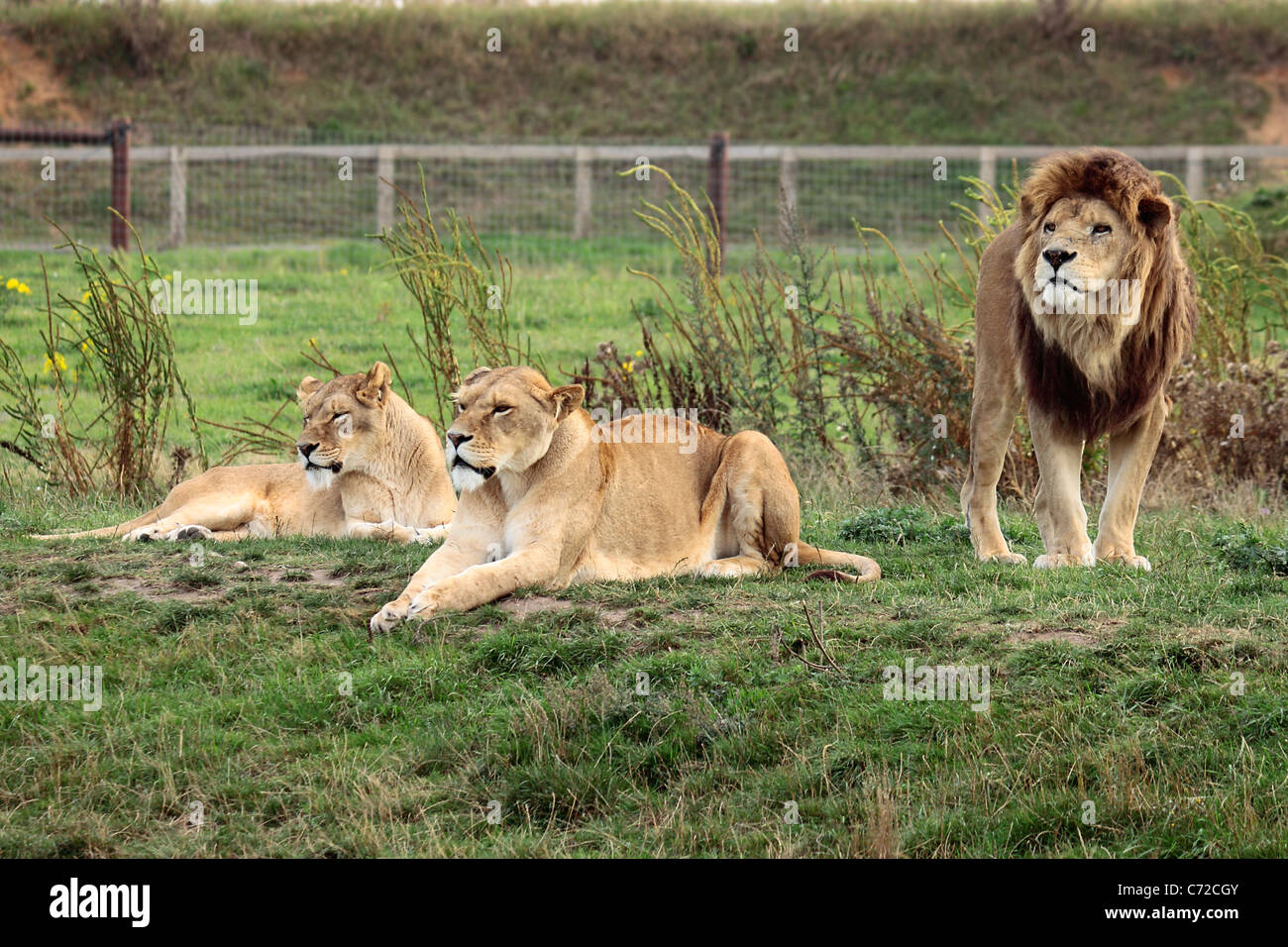 Löwen und Löwinnen (Panthera Leo) im Yorkshire Wildlife Park Stockfoto