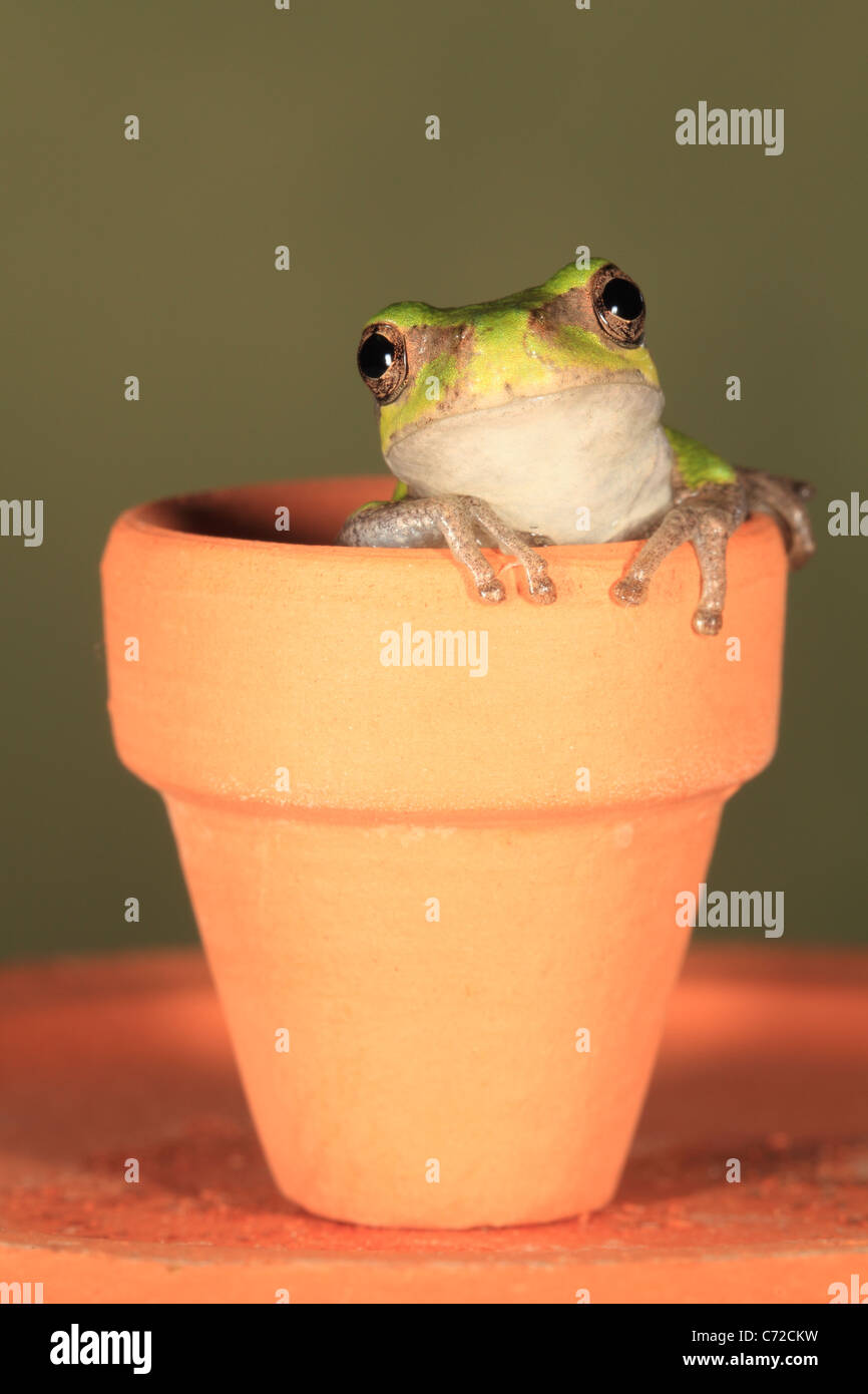 Graue Laubfrosch Stockfoto