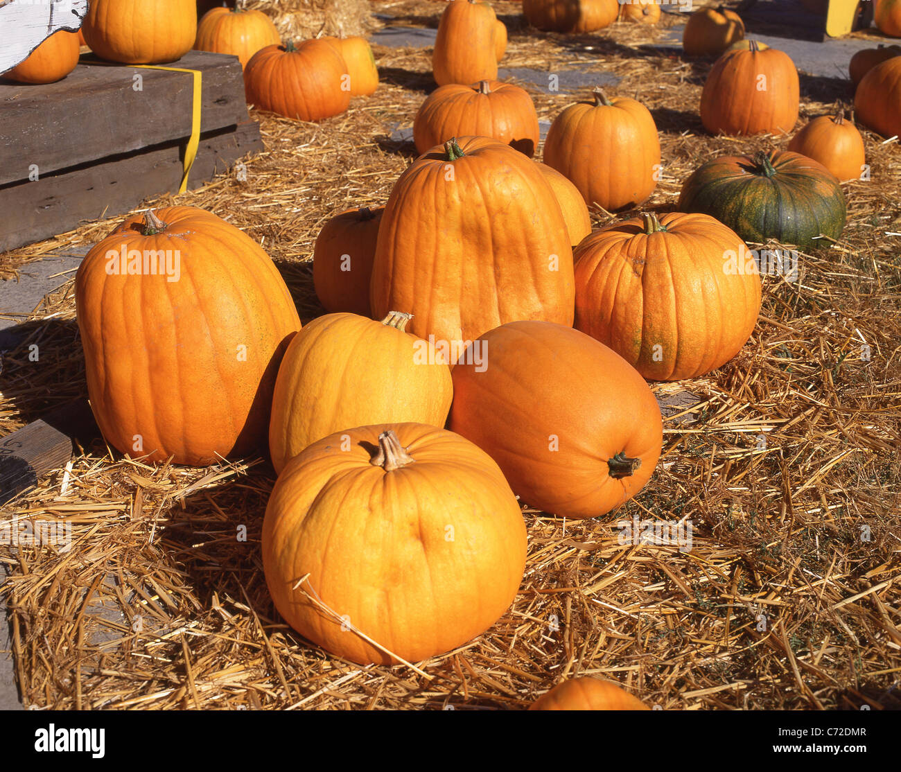 Halloween-Kürbisse vom Straßenrand, Massachusetts, Vereinigte Staaten von Amerika Stockfoto