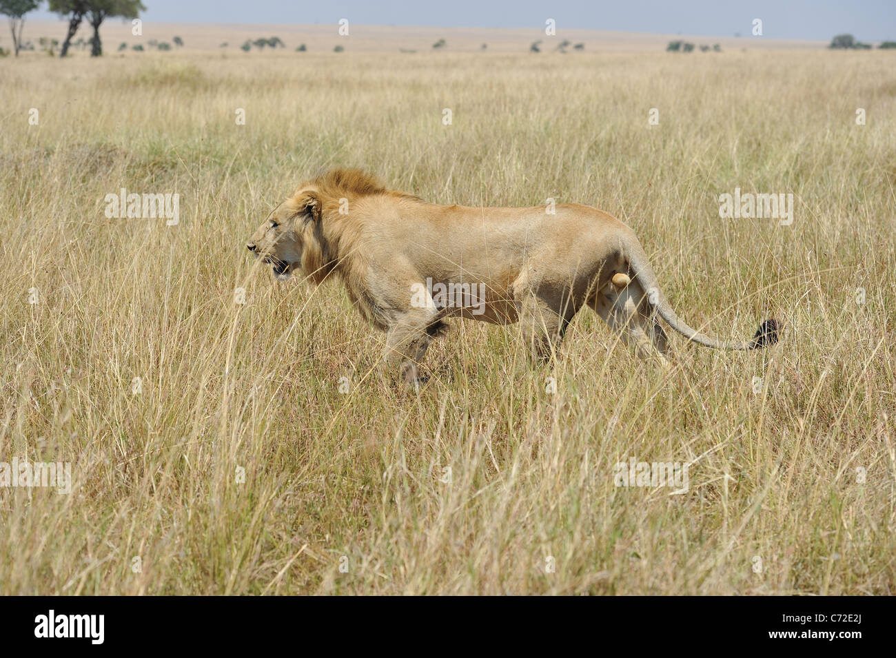 East African Lion - Massai-Löwe (Panthera Leo Nubica) männlich zu Fuß in den Rasen im Maasai Mara Stockfoto