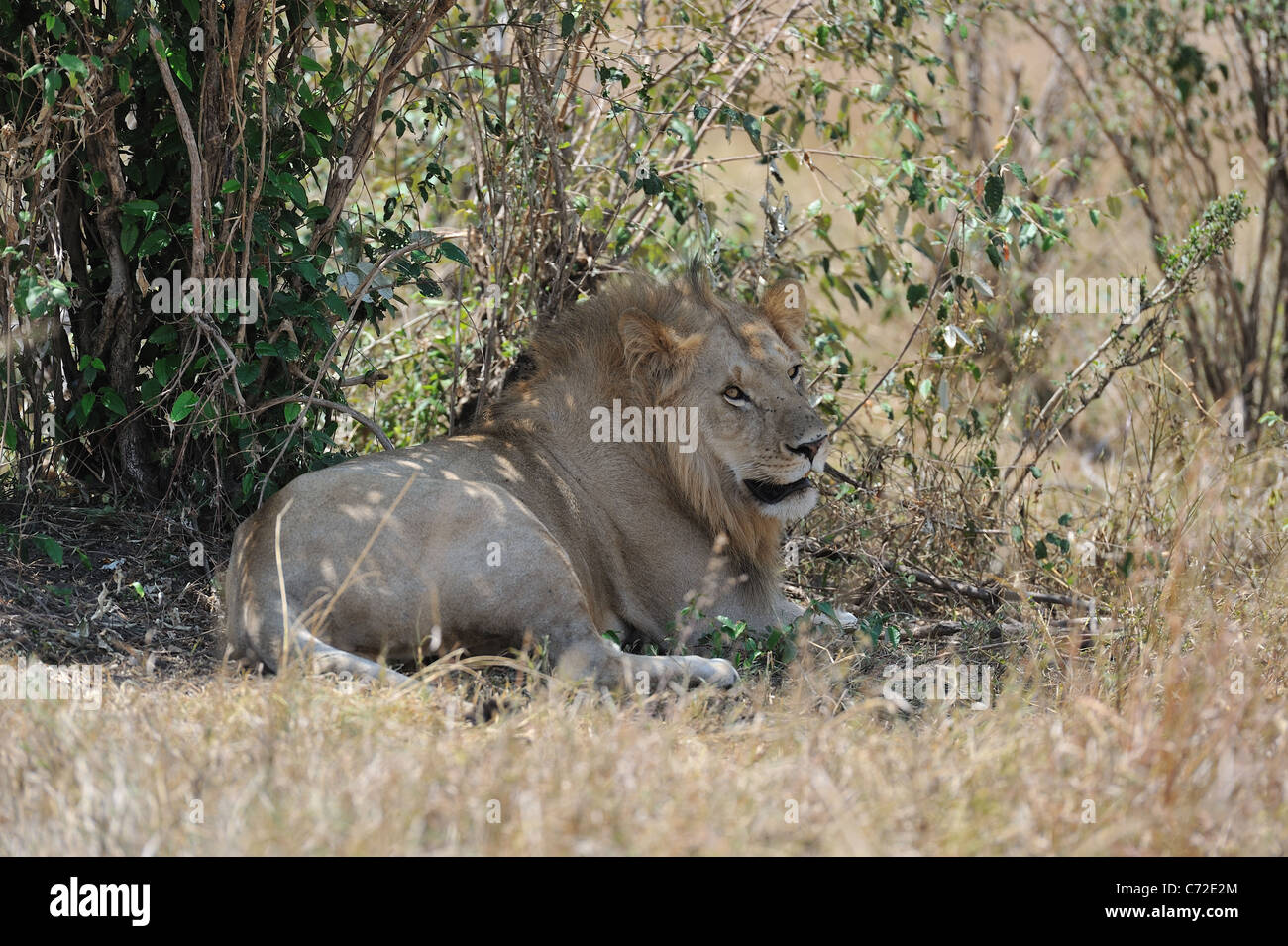 East African Lion - Massai-Löwe (Panthera Leo Nubica) männlich ruht im Schatten eines Busches in Maasai Mara Stockfoto