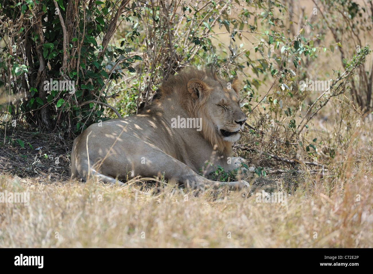 East African Lion - Massai-Löwe (Panthera Leo Nubica) männlich ruht im Schatten eines Busches in Maasai Mara Stockfoto