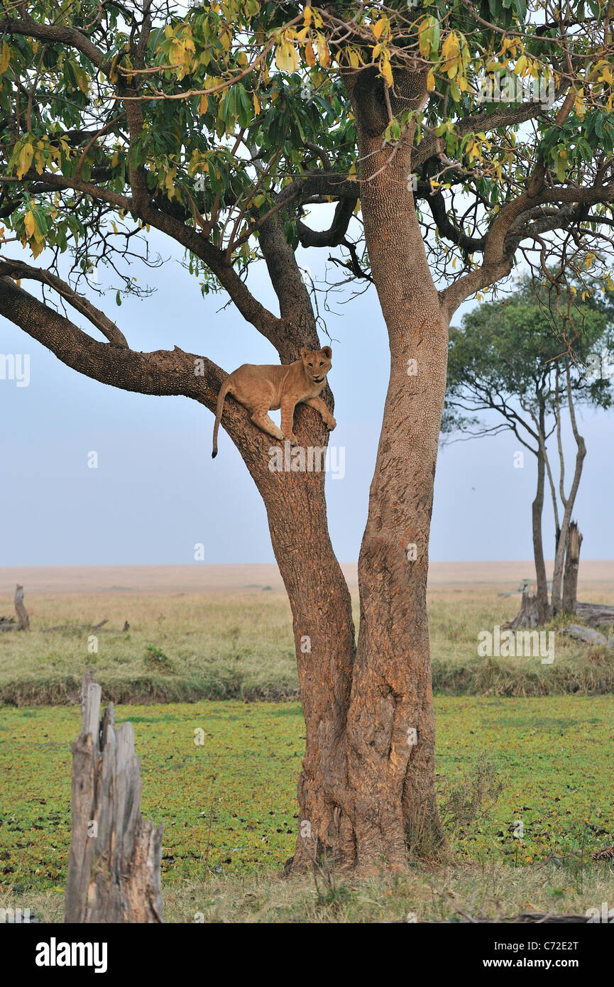 East African Lion - Massai Löwe (Panthera Leo Nubica) großen Cub Klettern in einem Baum am Maasai Mara Stockfoto