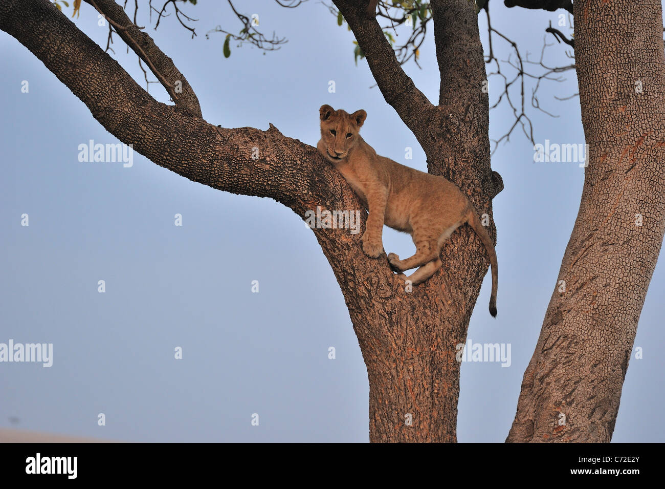 East African Lion - Massai Löwe (Panthera Leo Nubica) großen Cub Klettern in einem Baum am Maasai Mara Stockfoto