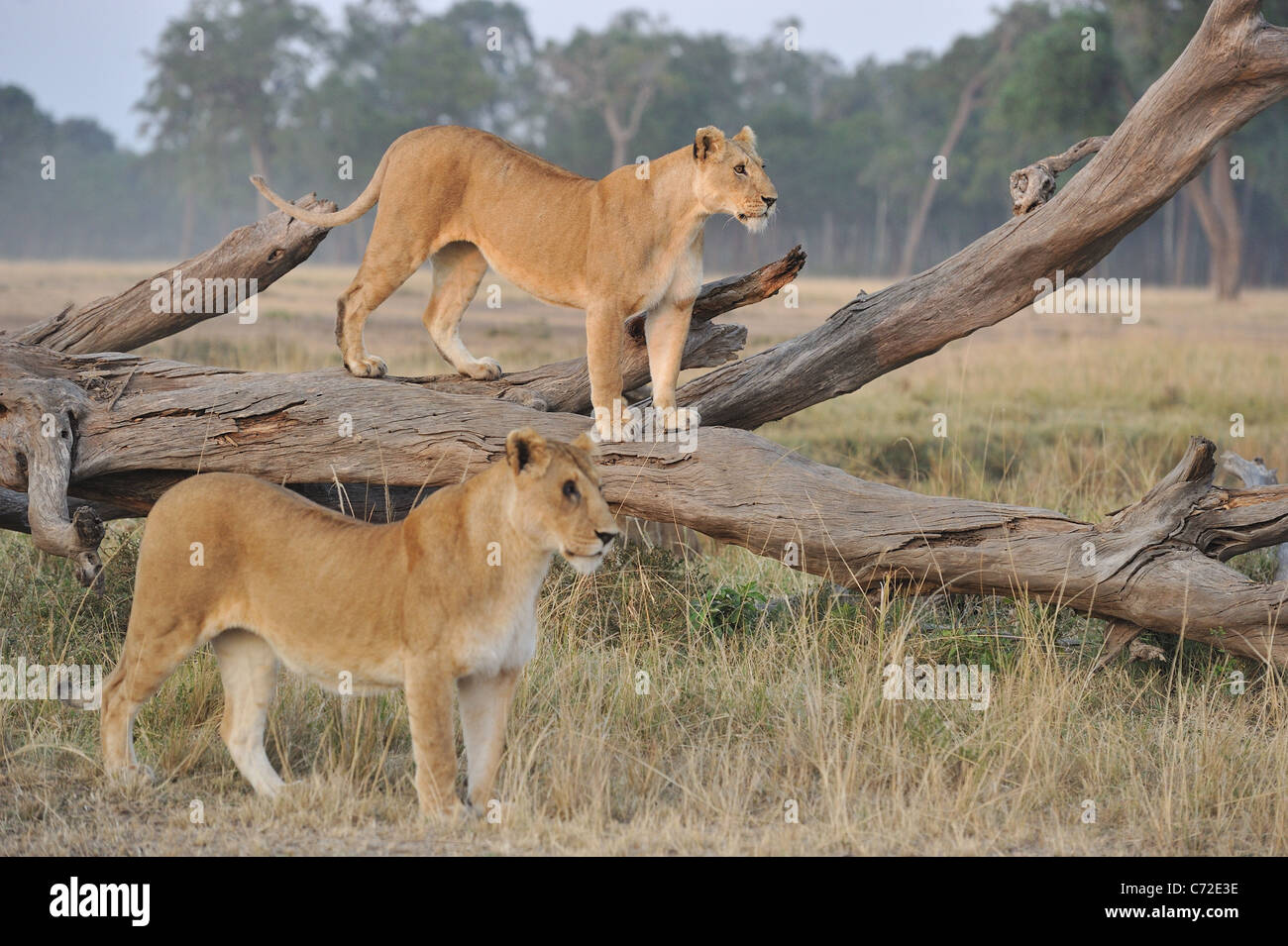 East African Lion - Massai Löwe (Panthera Leo Nubica) zwei Löwinnen (einer ist verletzt) Maasai Mara Stockfoto