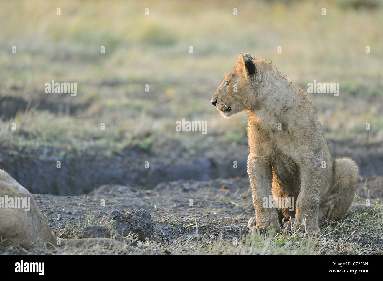 East African Lion - Massai-Löwe (Panthera Leo Nubica)-Cub sitzen auf dem Boden im Maasai Mara Stockfoto