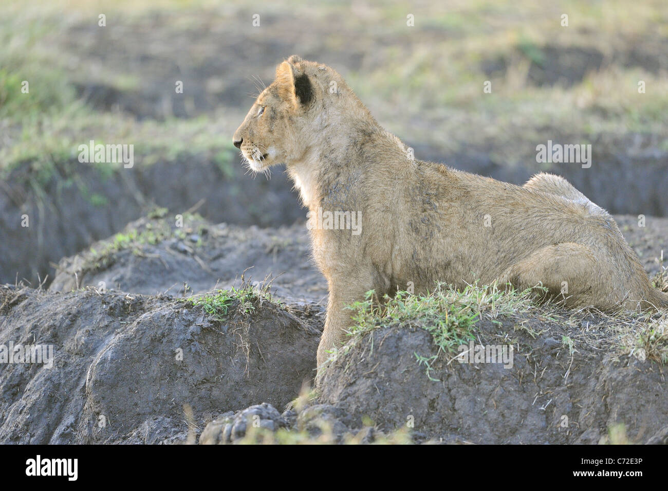 East African Lion - Massai-Löwe (Panthera Leo Nubica)-Cub sitzen auf dem Boden im Maasai Mara Stockfoto