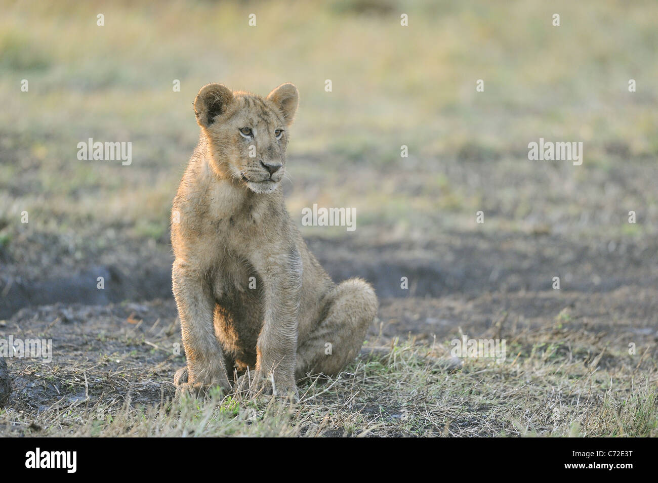 East African Lion - Massai-Löwe (Panthera Leo Nubica)-Cub sitzen auf dem Boden im Maasai Mara Stockfoto