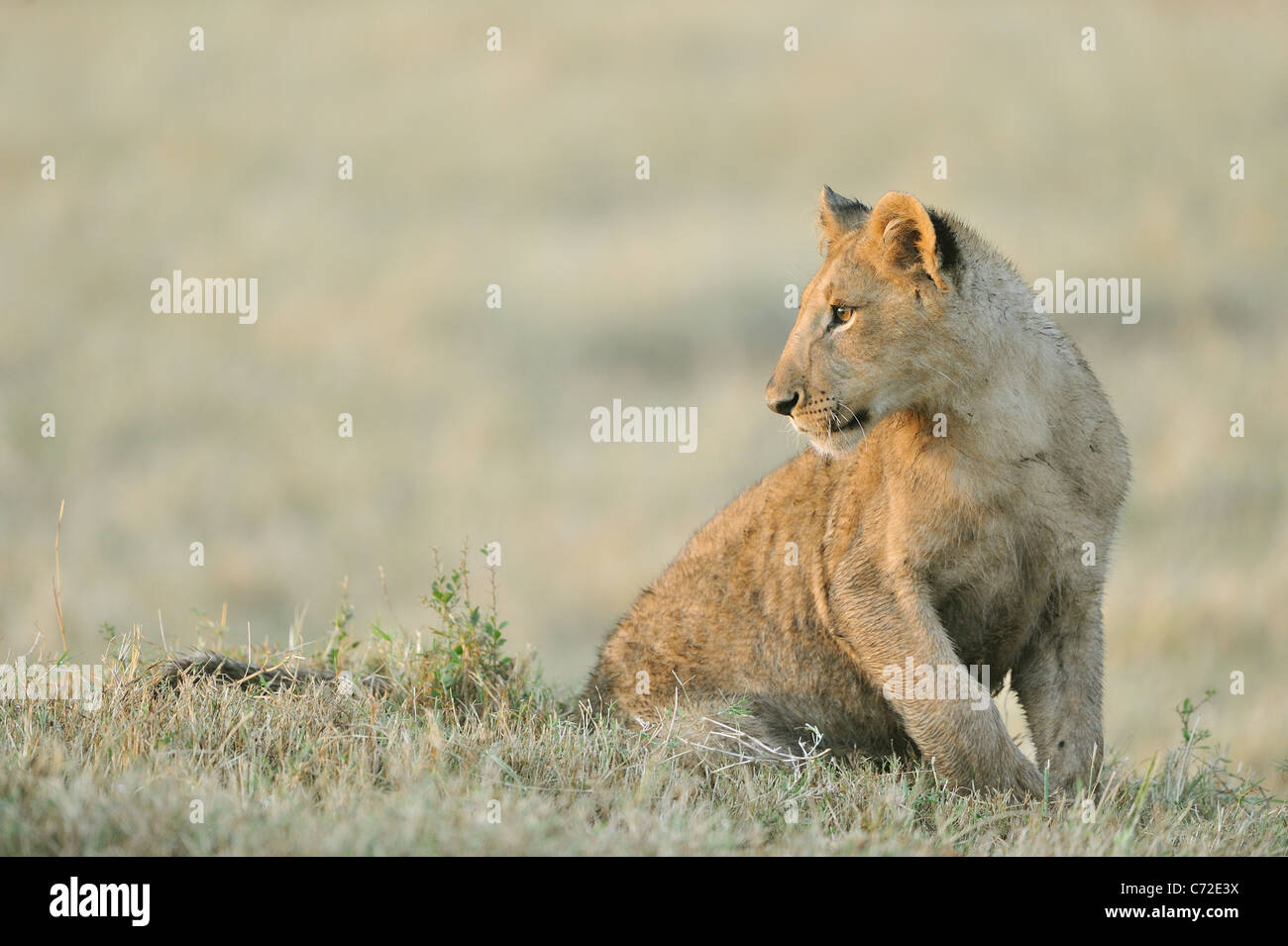 East African Lion - Massai-Löwe (Panthera Leo Nubica)-Cub sitzen auf dem Boden im Maasai Mara Stockfoto