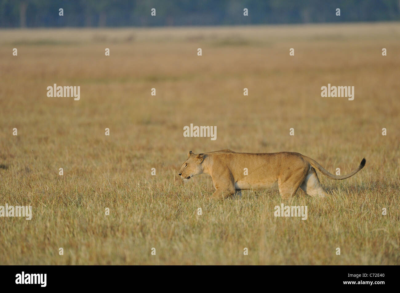 East African Lion - Massai-Löwe (Panthera Leo Nubica) Löwin zu Fuß in der Savanne Massai Mara Stockfoto