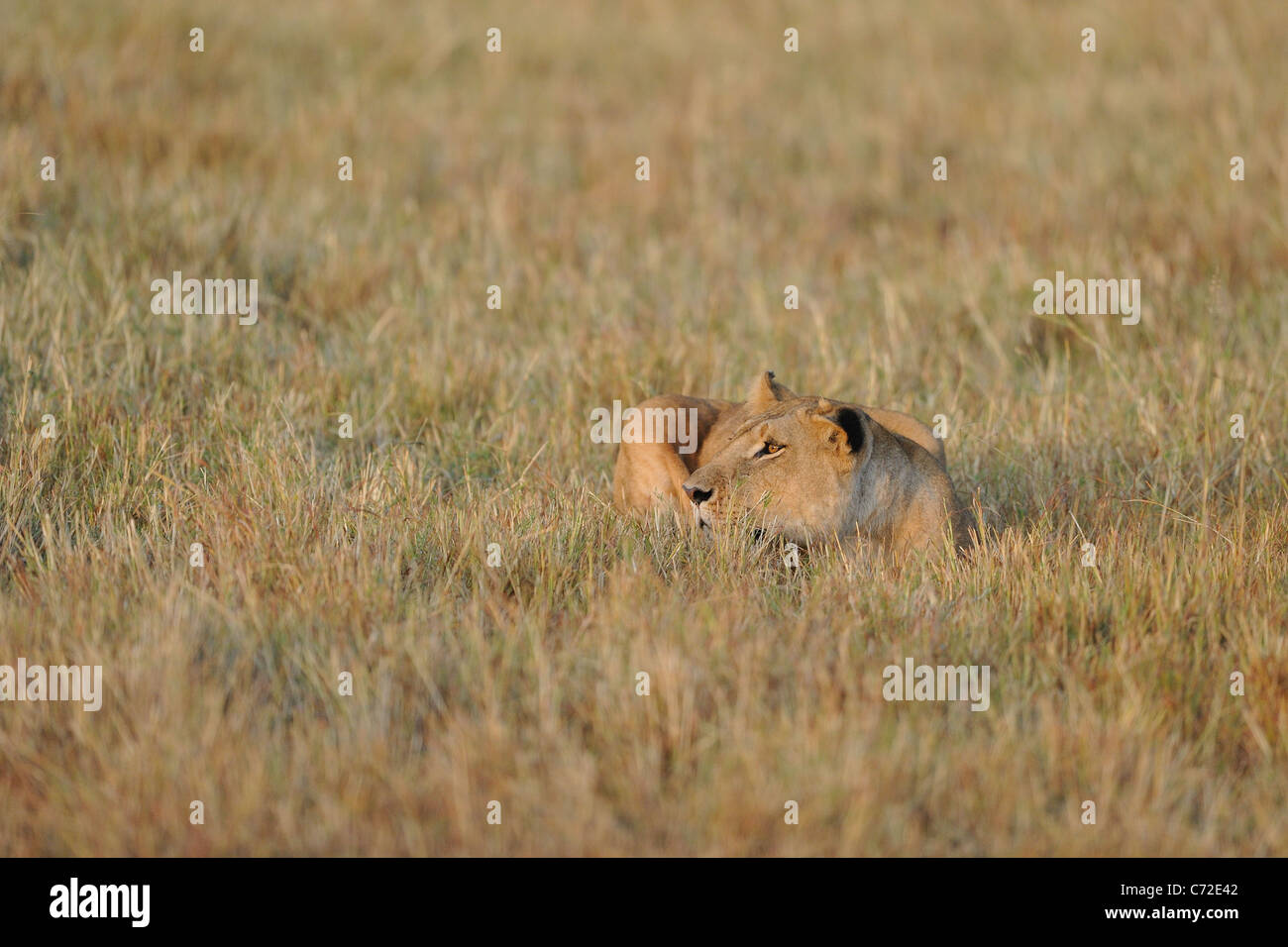 East African Lion - Massai-Löwe (Panthera Leo Nubica) Löwin versteckt in den hohen Gräsern im Maasai Mara Stockfoto