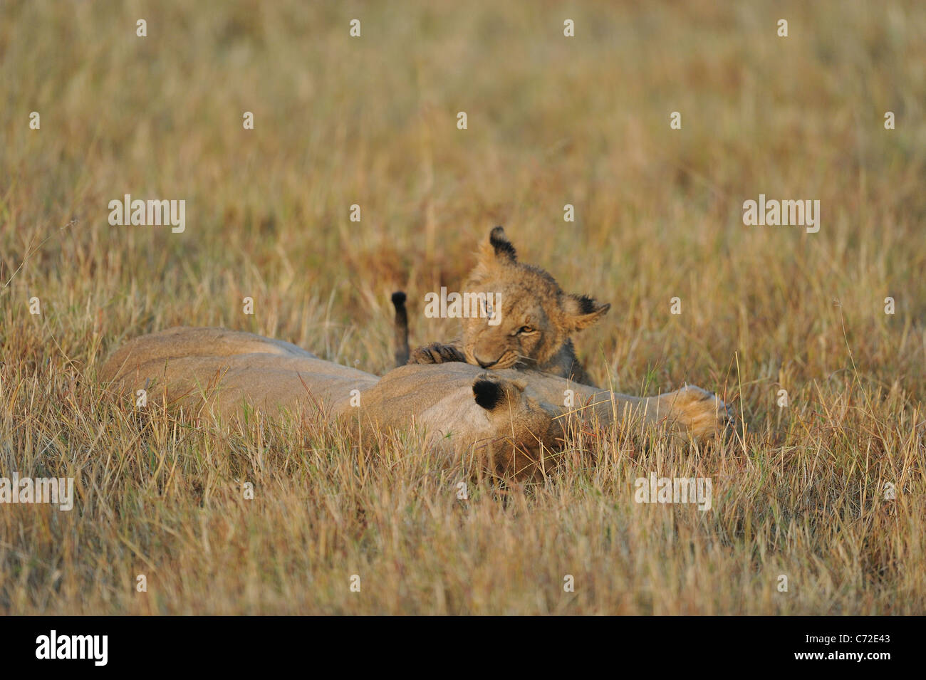 East African Lion - Massai-Löwe (Panthera Leo Nubica) großen Cub kauen das Fell eine Löwin im Maasai Mara Stockfoto