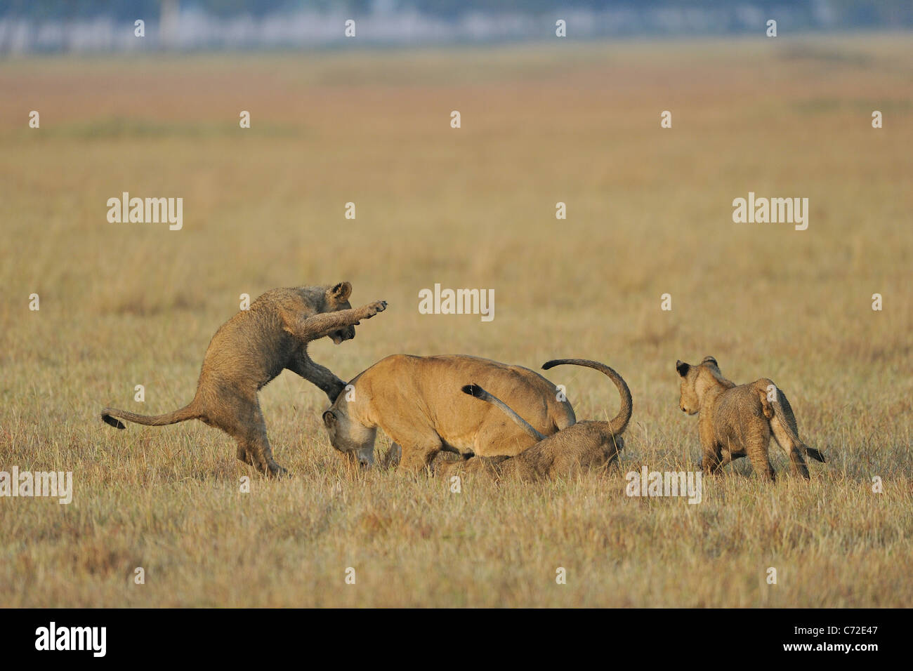 East African Lion - Massai Löwe (Panthera Leo Nubica) großen Jungen spielen kämpfen mit einer Löwin im Maasai Mara Stockfoto