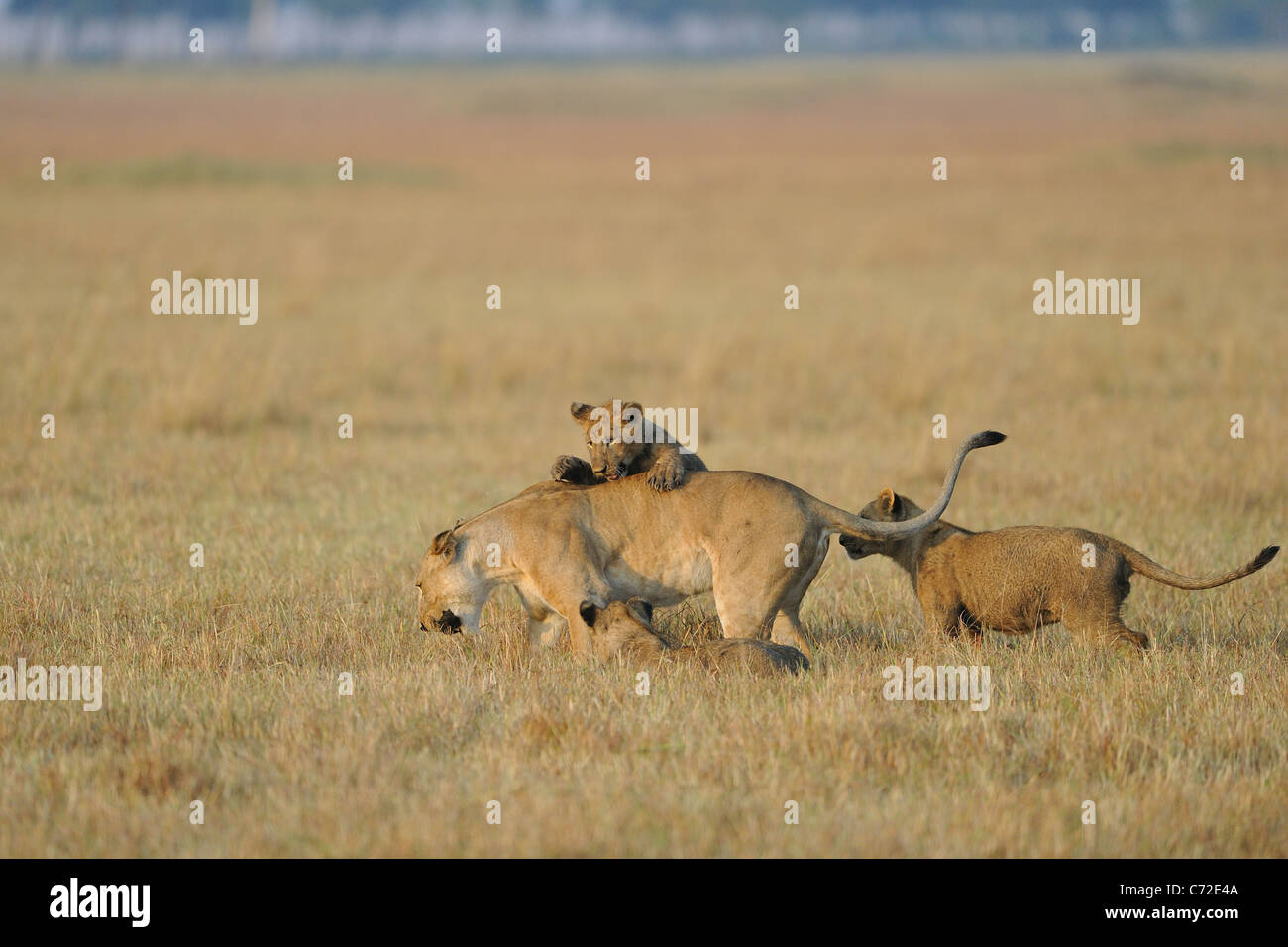 East African Lion - Massai Löwe (Panthera Leo Nubica) großen Jungen spielen kämpfen mit einer Löwin im Maasai Mara Stockfoto
