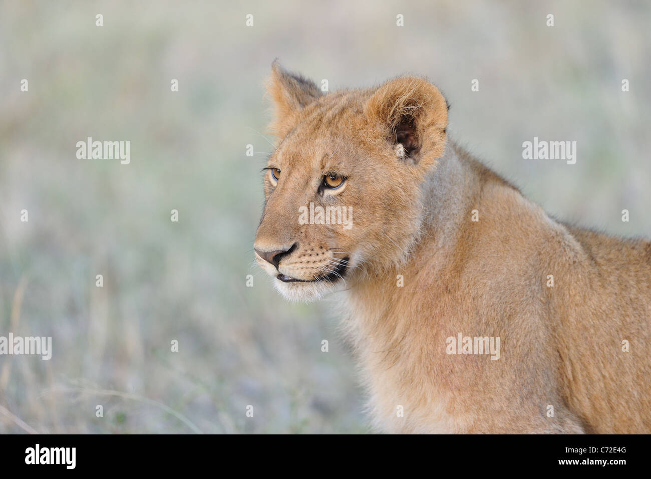 East African Lion - Massai Löwe (Panthera Leo Nubica) Porträt einer großen Cub auf Maasai Mara Stockfoto