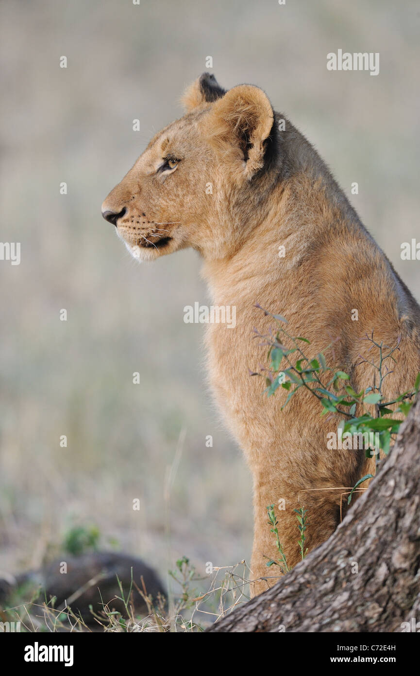 East African Lion - Massai Löwe (Panthera Leo Nubica) Porträt einer großen Cub auf Maasai Mara Stockfoto