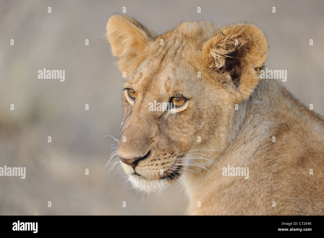 East African Lion - Massai Löwe (Panthera Leo Nubica) Porträt einer großen Cub auf Maasai Mara Stockfoto