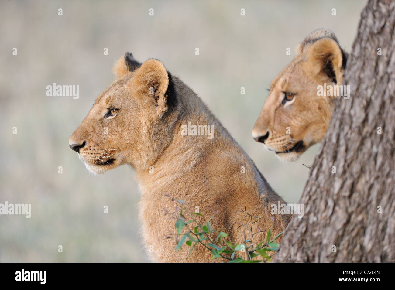 East African Lion - Massai Löwe (Panthera Leo Nubica) Portrait von zwei großen jungen Massai Mara Stockfoto