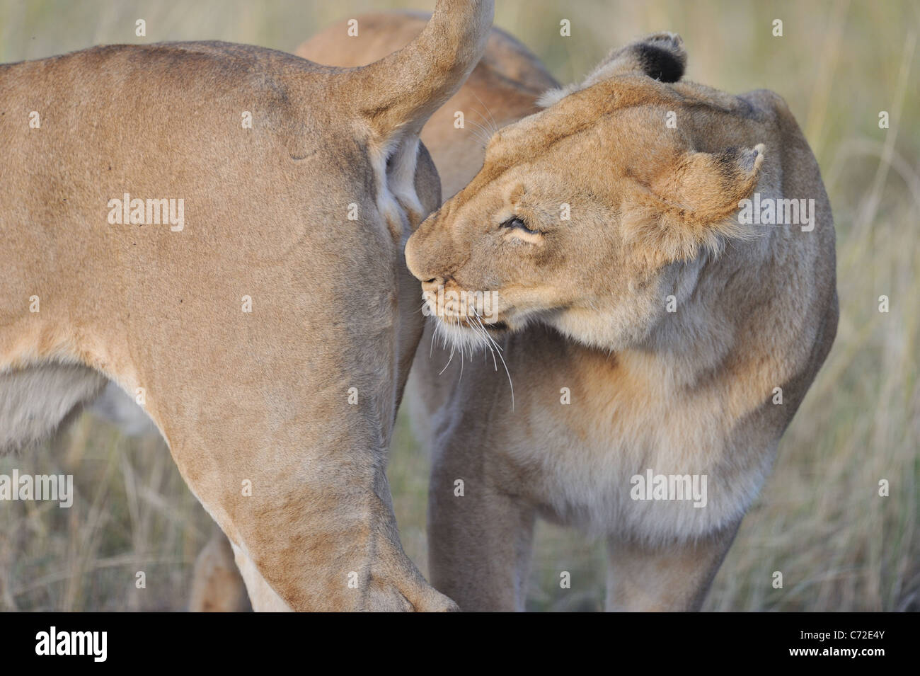 East African Lion - Massai-Löwe (Panthera Leo Nubica) Löwin schnüffeln der Hinterhand einen Artgenossen im Maasai Mara Stockfoto