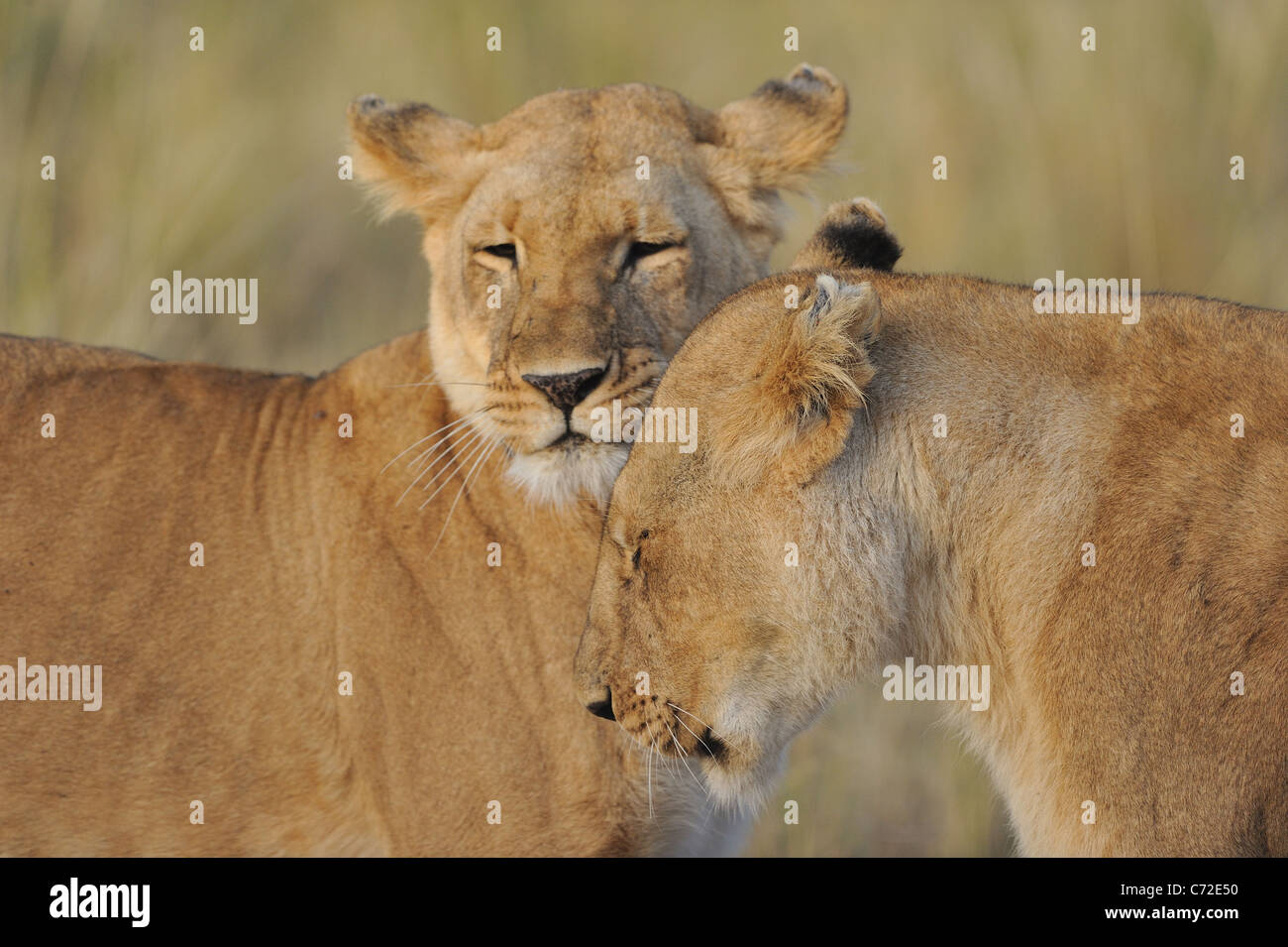 East African Lion - Massai-Löwe (Panthera Leo Nubica) zwei Löwinnen Pflege in Maasai mara Stockfoto