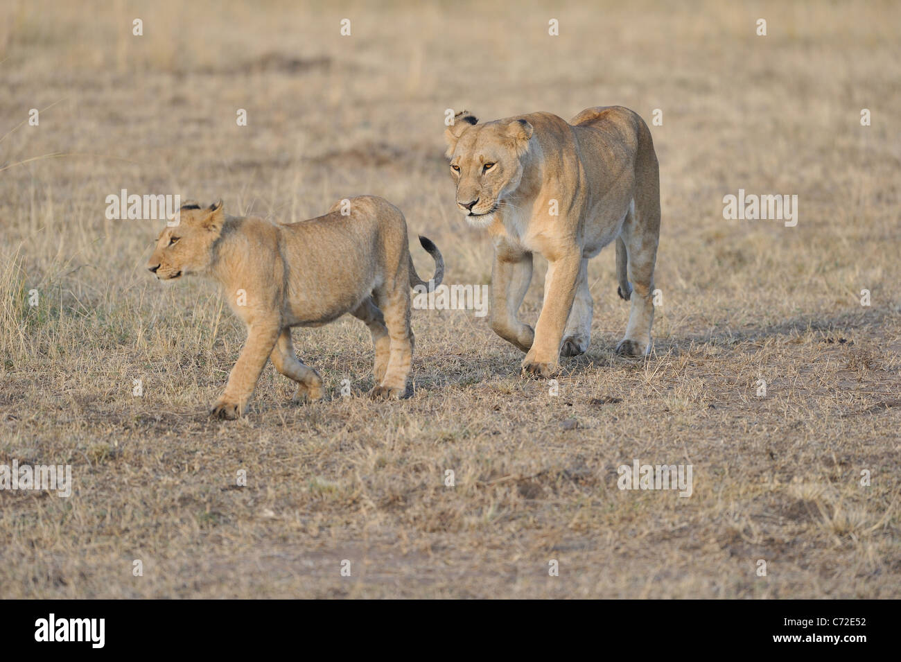 East African Lion - Massai-Löwe (Panthera Leo Nubica) Löwin & Cub zu Fuß zusammen, in der Maasai Mara Stockfoto