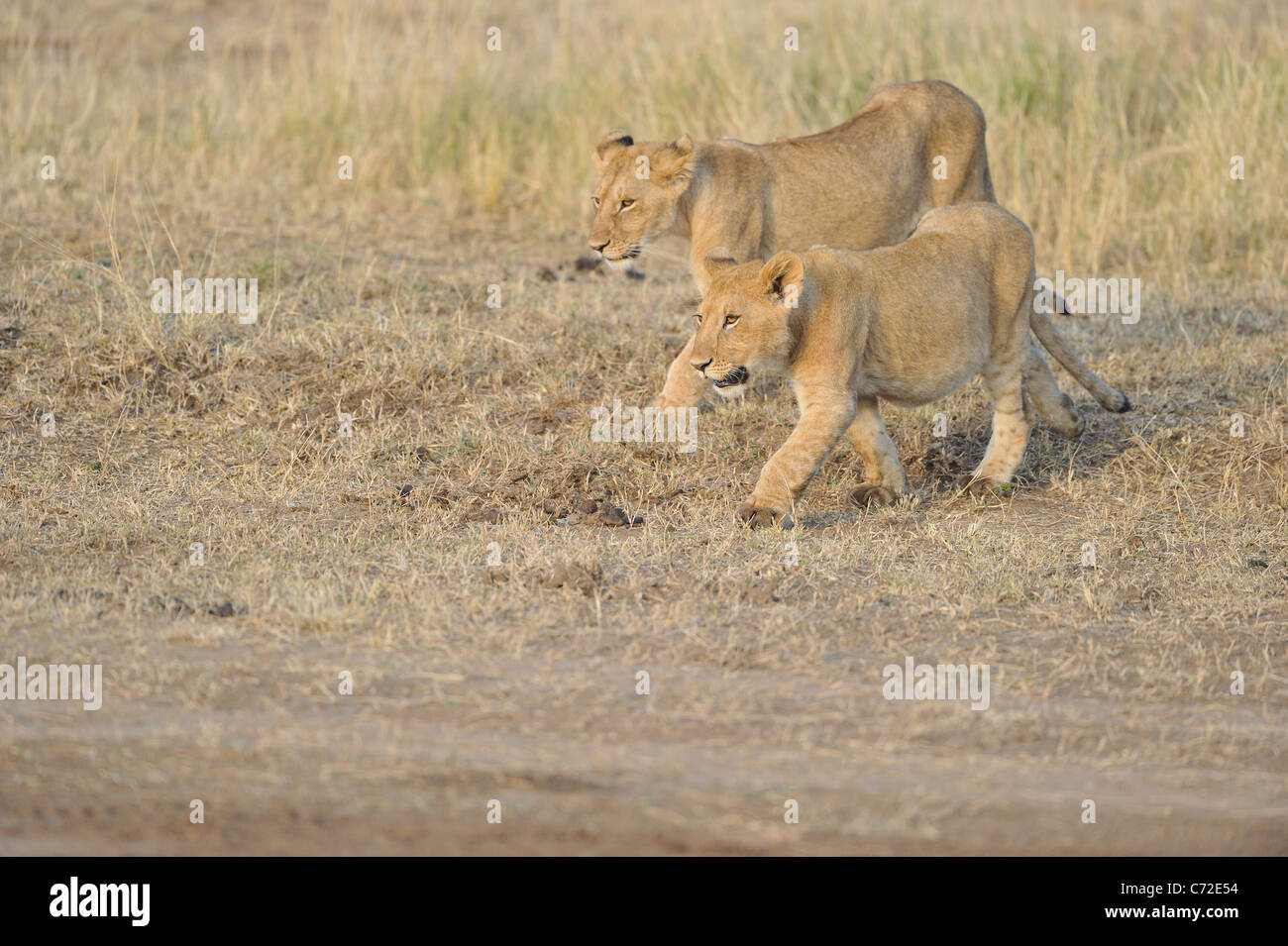 East African Lion - Massai Löwe (Panthera Leo Nubica) zwei große Jungen zu Fuß zusammen, in der Maasai Mara Stockfoto