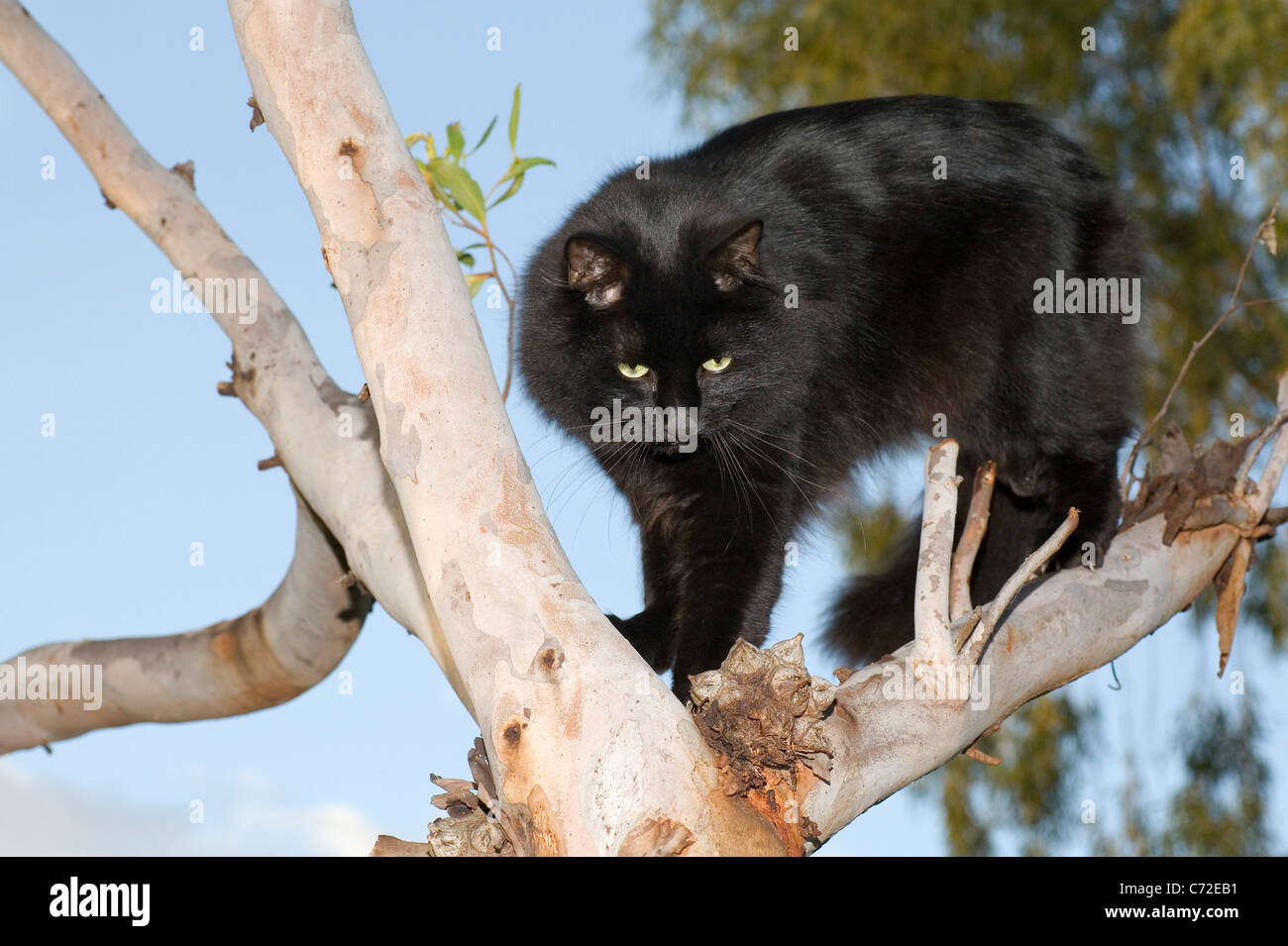 Katze In Einem Baum Fotos Und Bildmaterial In Hoher Aufl sung Alamy katze-in-einem-baum-fotos-und-bildmaterial-in-hoher-aufl-sung-alamy