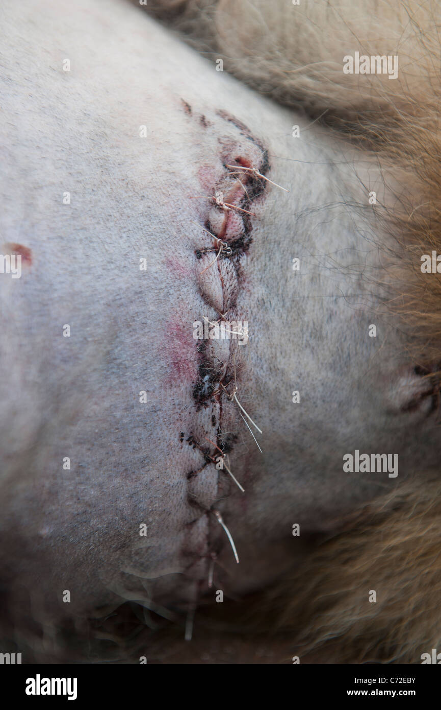 Hund mit Narbe von der Operation, Tumoren von der Rückseite zu entfernen Stockfoto