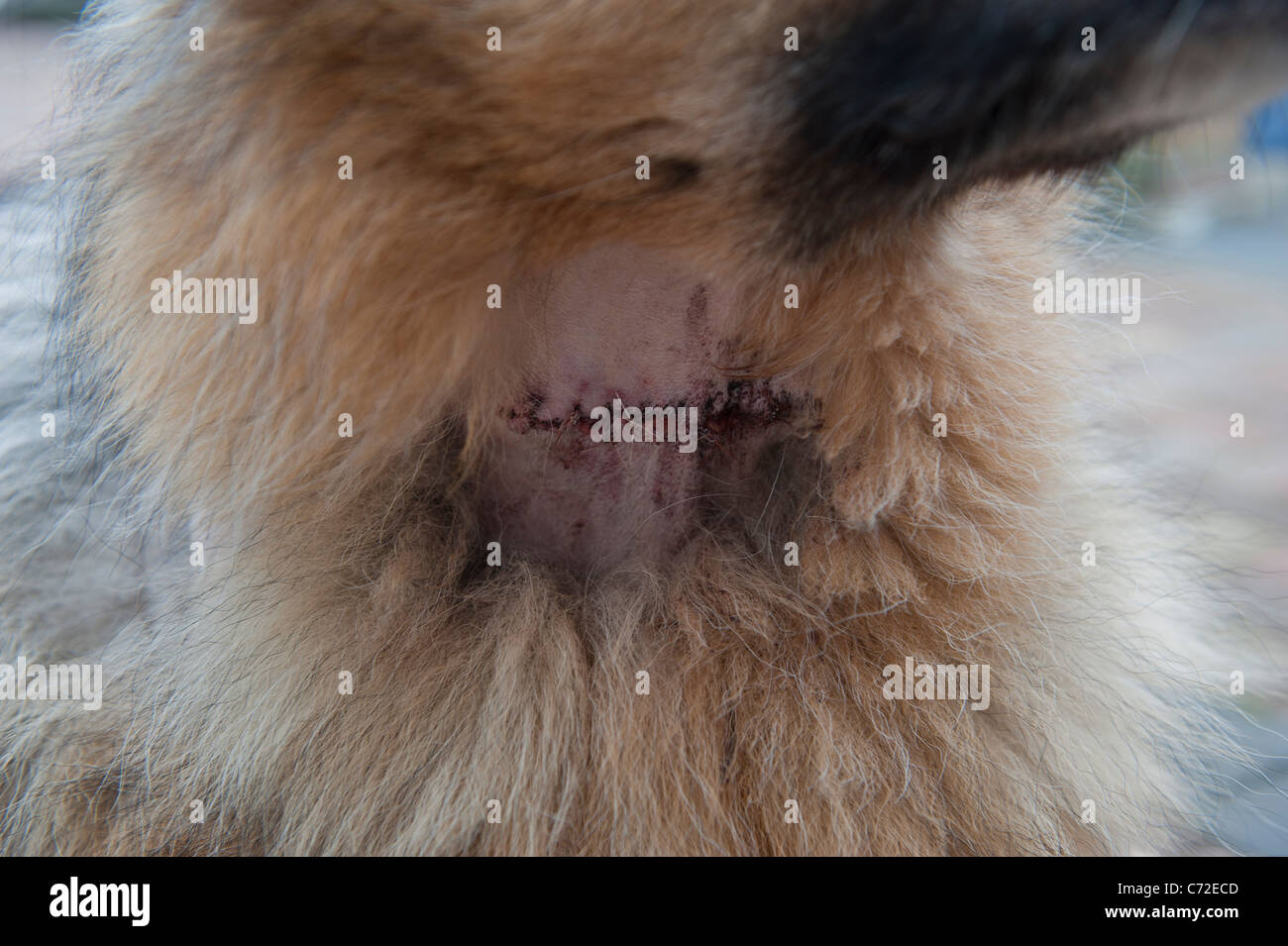 Hund zeigt Narbe nach der Operation, um den Tumor zu entfernen Stockfoto