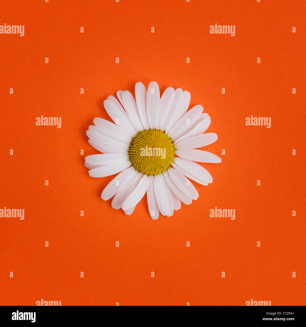 Leucanthemum Vulgare. Oxeye Daisy auf orangem Hintergrund Stockfoto